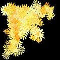 fleurs et nature (128)